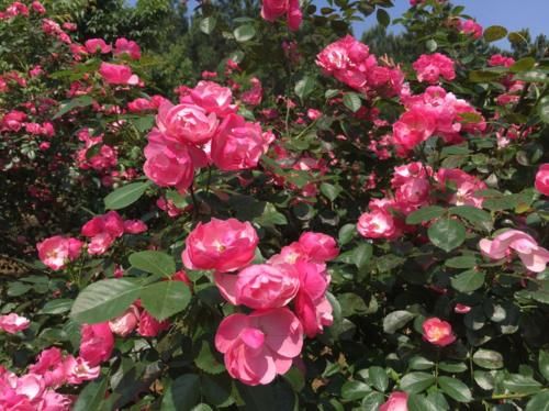 有院子别犹豫,现在开始规划养花,4、5月就能花开满园