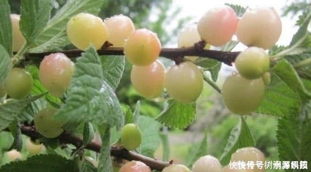 提个醒：此野果在路边碰见，可以随手摘回家，好处非常多