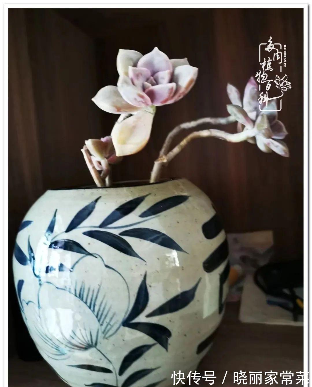 百科|多肉之路,让我沉醉,浮世三千,有肉就欢!