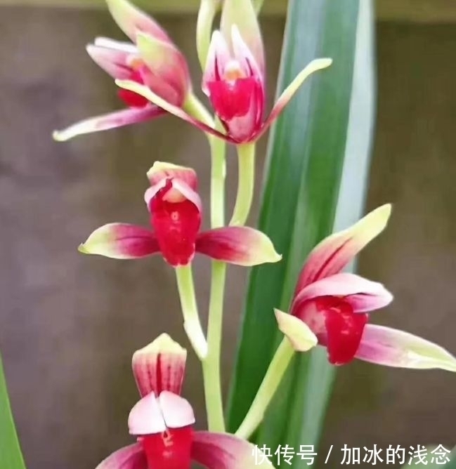 浇水|这款兰花，是建兰红素名品，花开艳丽，香味浓郁，花姿迷人