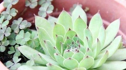 养什么多肉好6种好养活的“佛系”多肉,好养还省心