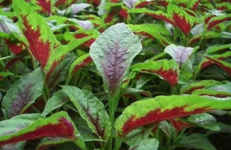 种植|这野菜比羊肉还补血,价值很高被人工种植,但市场还得12元1斤