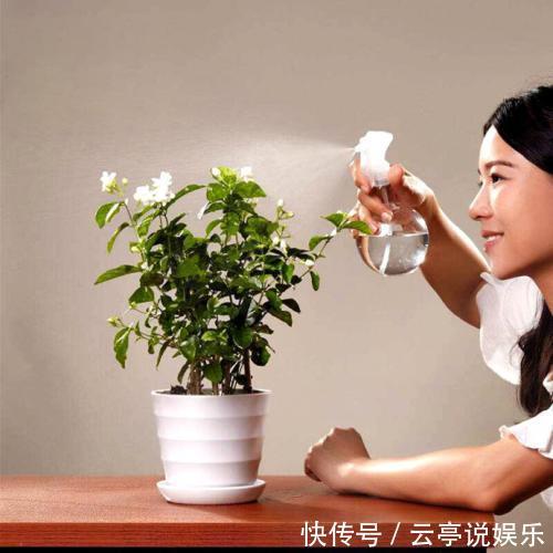 茉莉花|养好茉莉花,学会这4招,一年能开好几茬,比栀子花还香、还漂亮