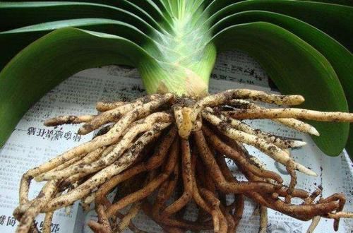  立刻浇水|君子兰上盆要不要浇水？看明白再浇水