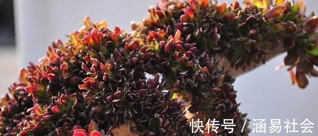 黑法师|3种多肉,天热少浇水,养护成“老桩”,欣赏价值高