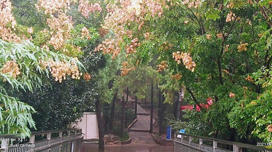 料青山|雨中山里走一走，看风景，洗尽风尘慰余生