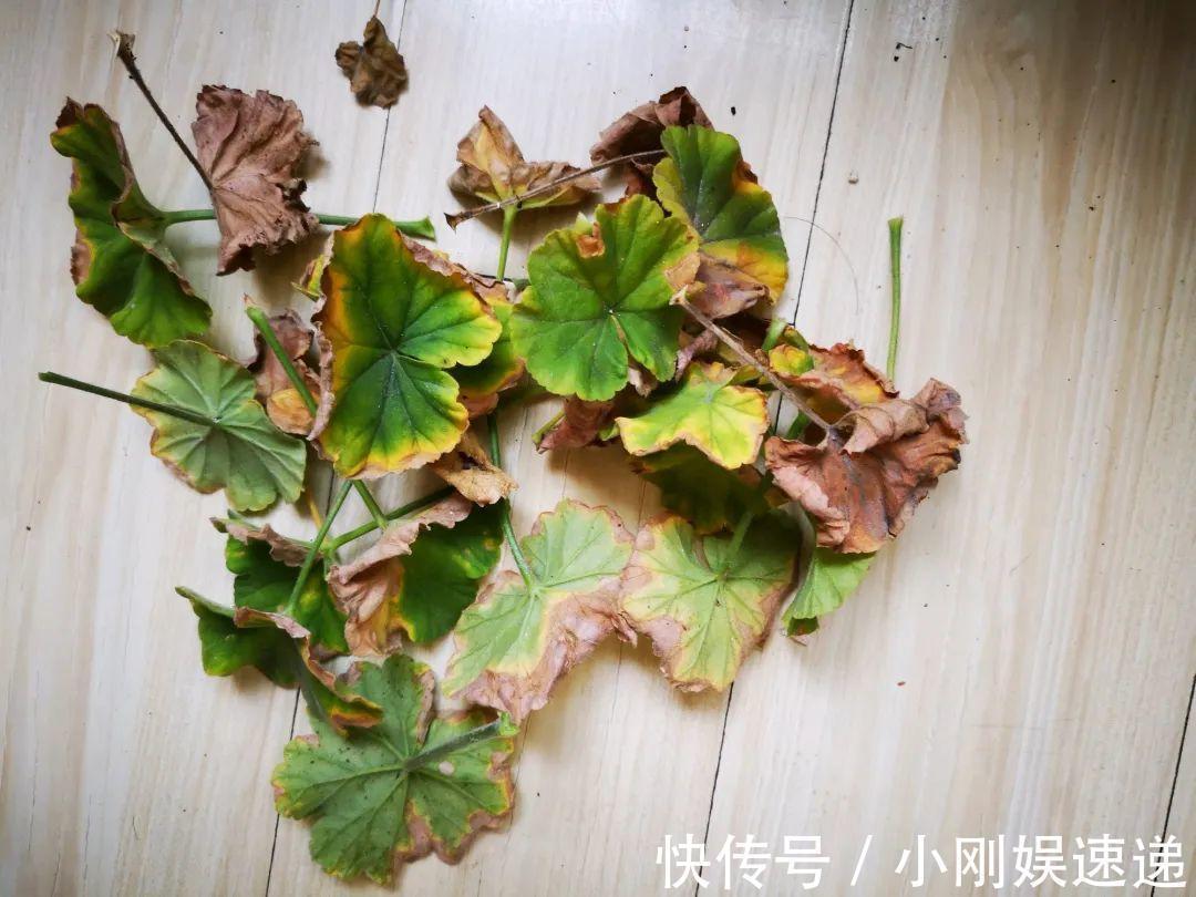 叶片|10种花特怕晒,越晒越黄叶,搬阴凉地儿才能活!