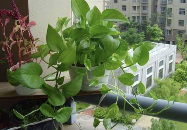 在家里养“绿萝”，3个“技巧”学好，6个月窜到1米长，繁殖20盆