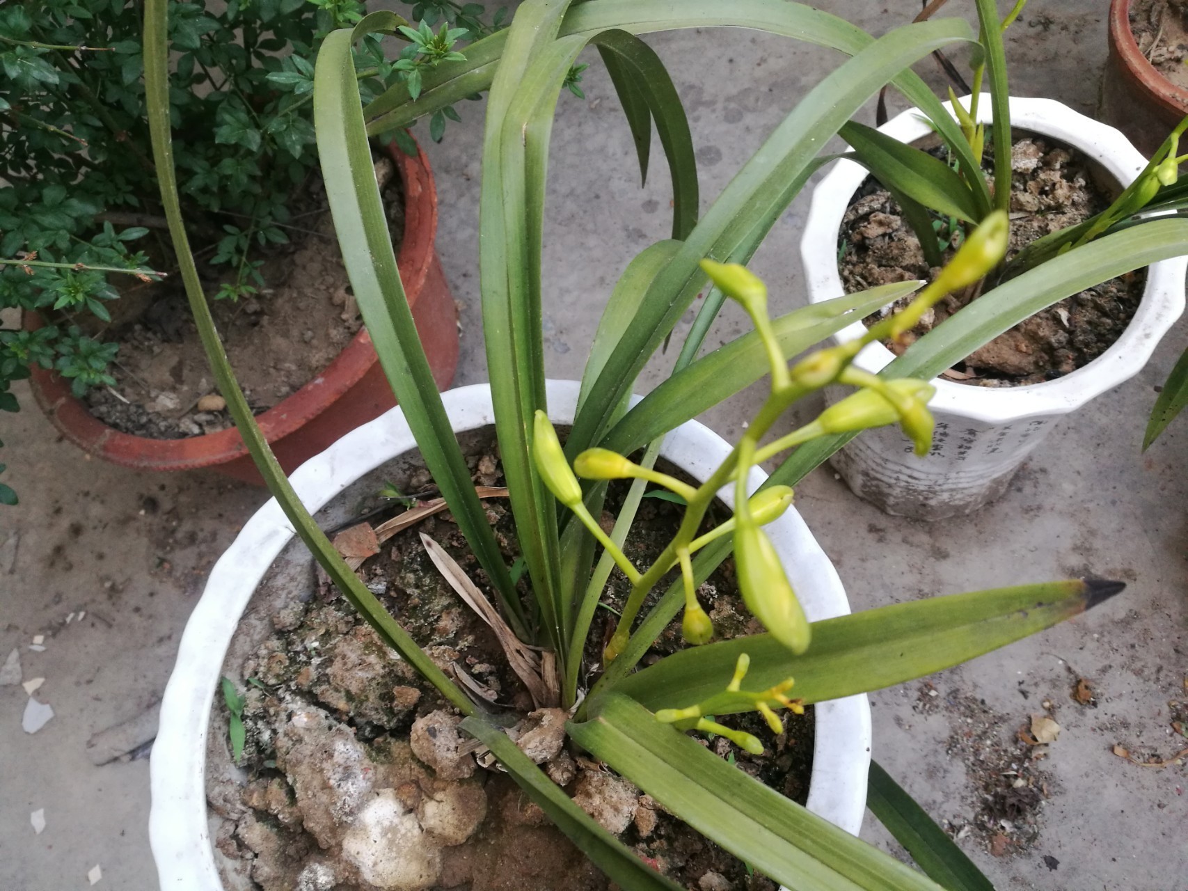 养兰花时,浇水后多“走1步”,兰花不再黄叶,反而新叶爆满盆