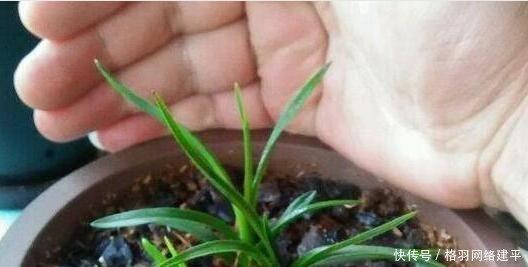 盆里有了“它”,“小芽”多又壮,养啥旺啥,可别再“扔”了!
