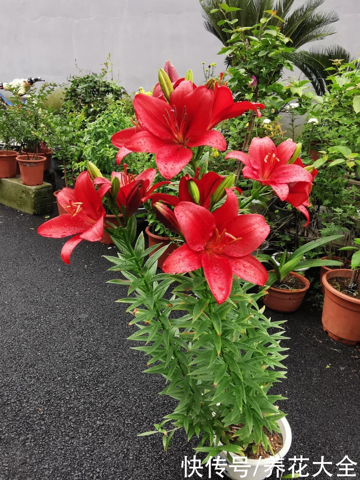 花花|辛辛苦苦养的花,让人偷着剪光了,真的太生气