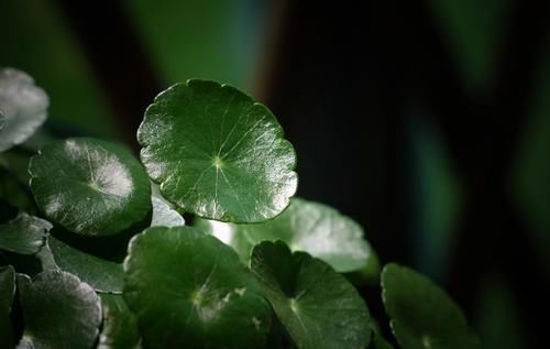 铜钱草叶片又黄又小？记住3要1不要，照着养，叶子翠绿肥厚又油亮