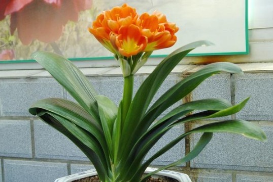 养分|花店老板说往绿萝君子兰盆里塞点它,叶子黑亮,疯狂开花!