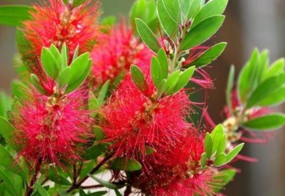 喜欢养花选“它”花语英姿飒爽,花开一串一串,颜色艳量多