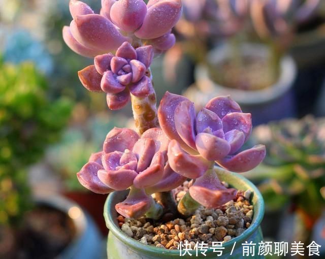 多肉|一种紫色“多肉”,5个养护小技巧,叶片肥,长成群生的漂亮老桩