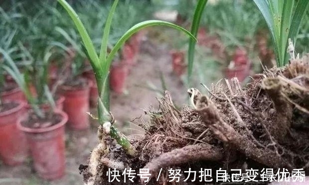 雨水|内炼一口气，不接触土壤都能生根，兰花原来是这么生长的