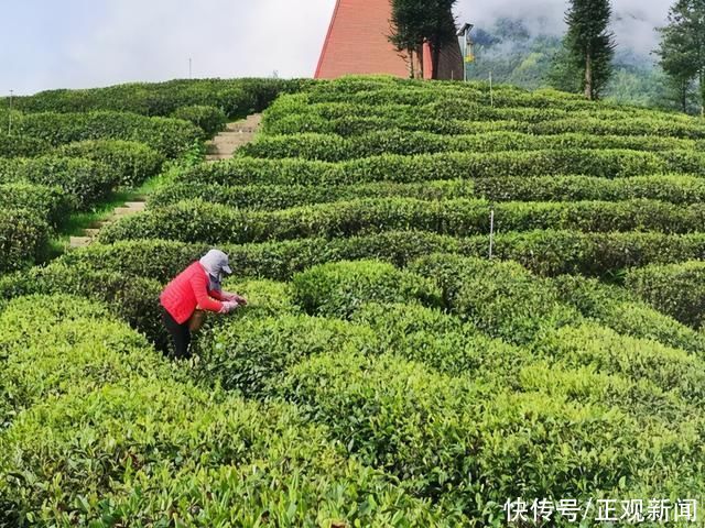 双一流高校研究生走红成“锅巴镇长”:延期毕业把论文写在大地上