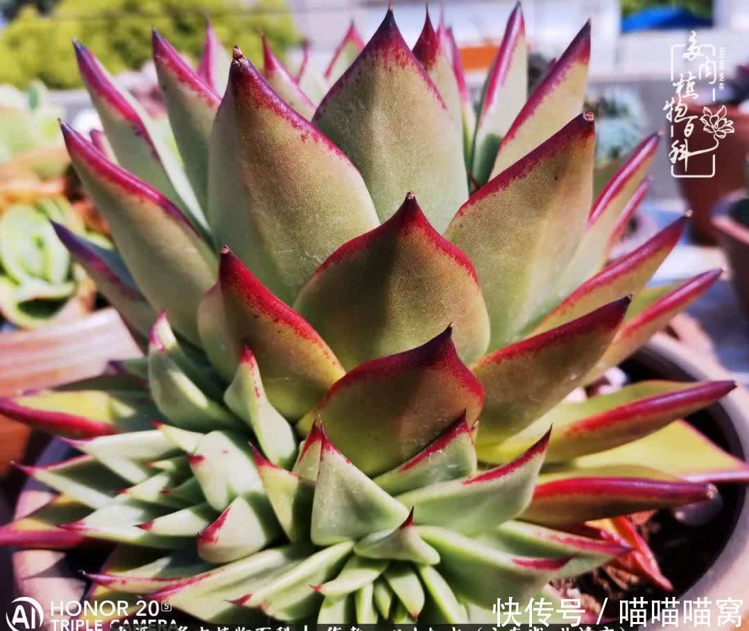 多肉|你是爱,是暖,是希望,你是人间四月天!