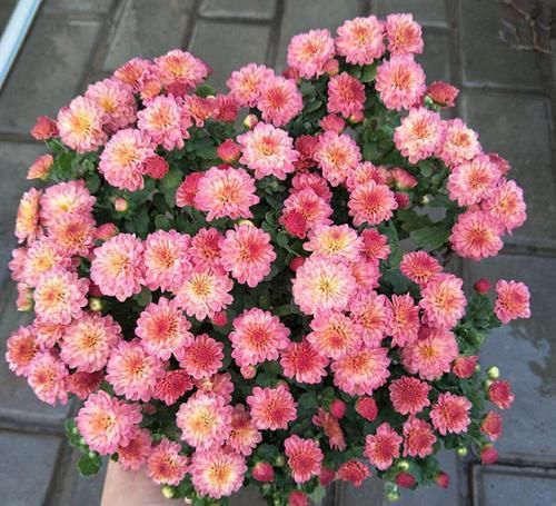 4种花,种起来太省心了,开花就是一片,轻松开成花园