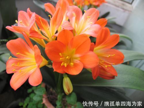 君子兰,不长叶子,不开花用上1个狠招,俩月花箭窜出来