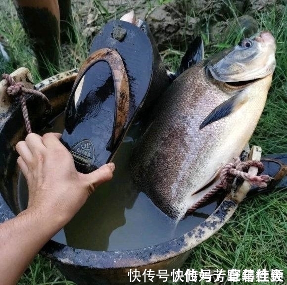 珠江入水口，洪水冲来大量“食人鲳”，牙齿尖锐，三五斤一条