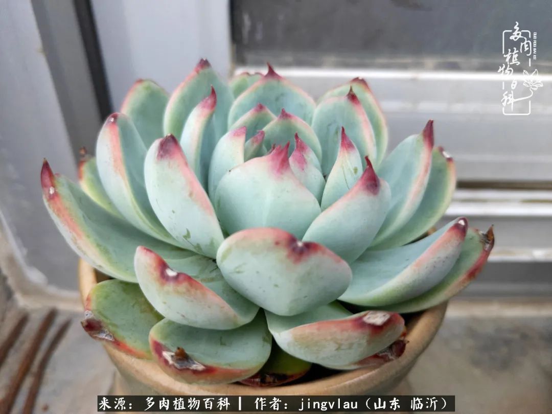 花月|多肉露养度夏，没遮阳没遮雨，有惊无险！