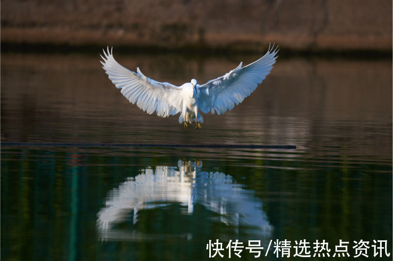 蒙山|广西蒙山：群鹭纷飞生态美