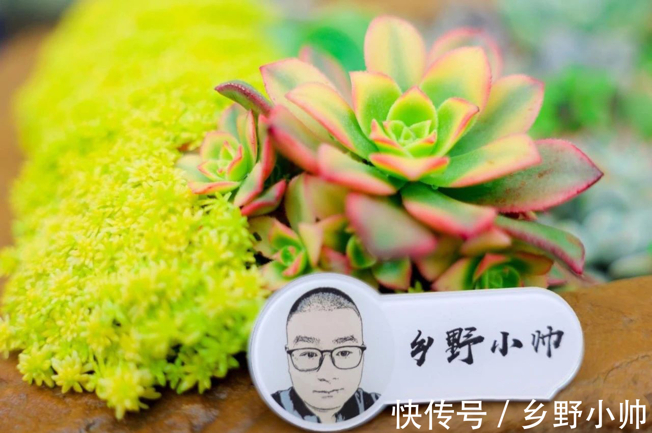 黛比|阳台党有福了，小帅为你介绍几款适合阳台党的多肉，抓紧带回家