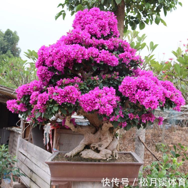 金枝玉叶|公认好养的5种花,能活一百年,开花吉利带仙气,越养越值钱