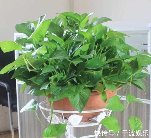 绿萝养爆盆,学会5个养护知识就够了,别再说你养不好绿萝了