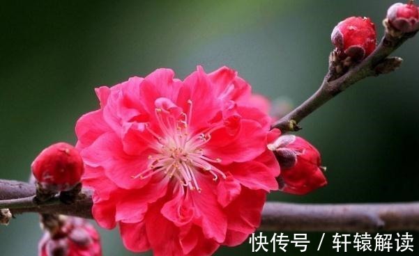 农历7月18号起,最适合养这些花,花芽呼呼钻,烂漫迷人眼