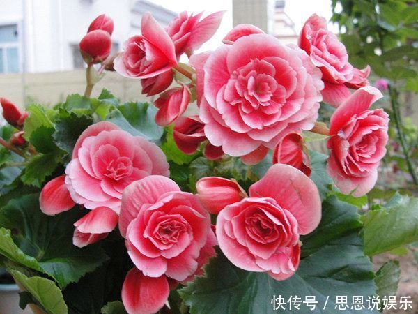 这几款花卉,养在家里,越冷开的越灿烂,四季繁花似锦,幽香四溢