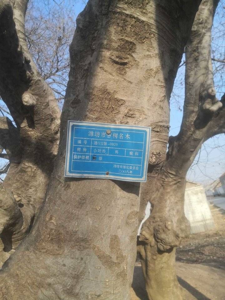 公墓|探究阚西村古树