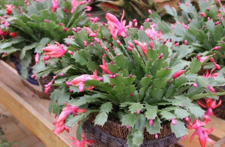 发酵羊粪,用来养花该注意什么?