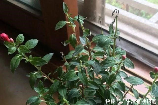 10种花,春天不能晒,躲屋里最安全!10种花,春天不能晒,躲屋里最安全!