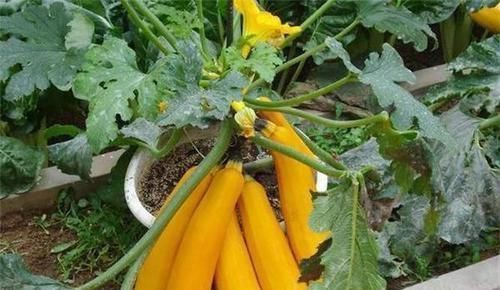 白杨梅|想养生得会吃,3种食物换着吃,美容养颜,滋补身体,早吃早好!