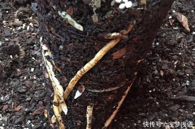 它是生根土,用来养兰花,五年不烂根!