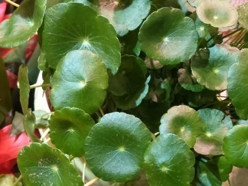 铜钱草叶子倒伏,3个主要影响因素,其中1个因素很重要