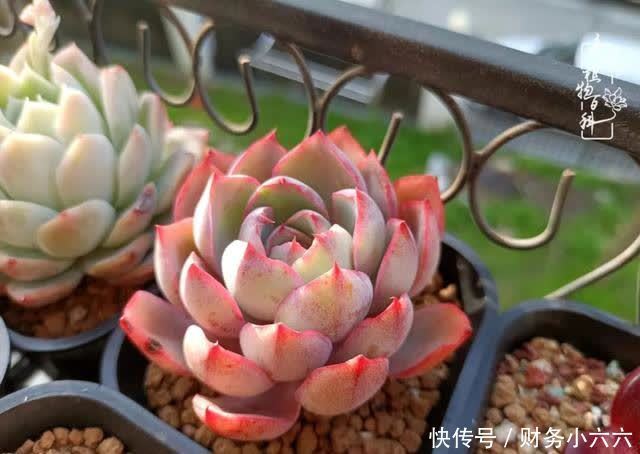 揭秘：那些干净又温暖的多肉照片从哪里来？