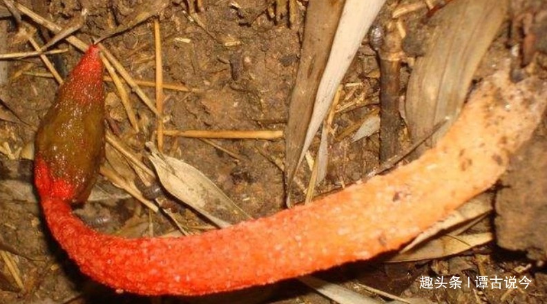 农村|农村珍贵的“一柱红”,告诉家乡人,若遇见别踩到