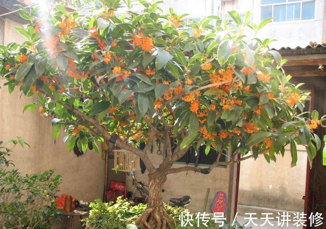 名花|6种“健康”花,寓意好又吉利,家里多养一盆,全家少生病