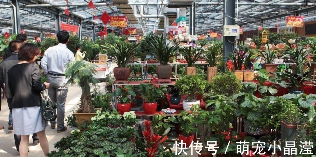 花卉市场“套路深”,这3种花万万不要买,不然会吃“闷亏”