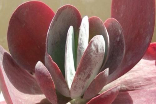 多肉|多肉养成猪肝色怎么办？掌握好些方法，来年就不会重蹈覆辙了