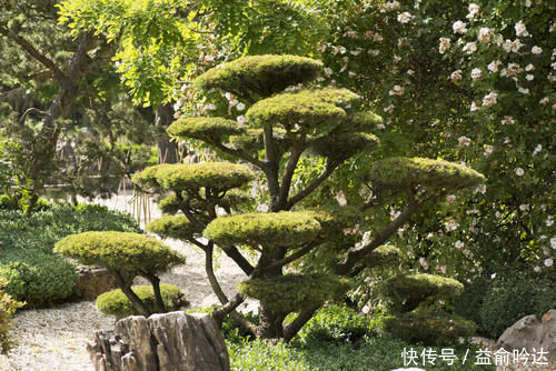 旺盛|刚入手的黑松如何养护?别急着上盆,开始很重要,做好3个措施,生长更旺盛