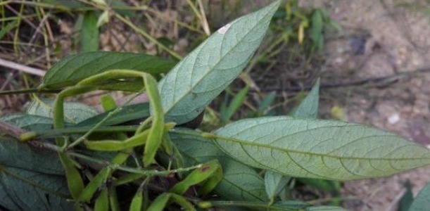 痈疖疔疮|农村一种粘衣草，令人非常讨厌，殊不知是名贵好药，根煲汤最靓