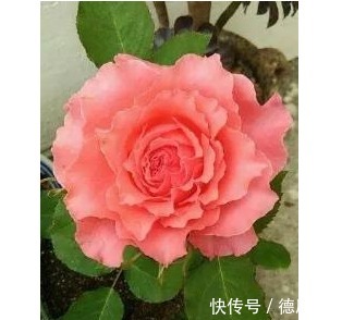 养花就养它,漂亮好养4季开,一朵开30天,阳台盆栽首选!