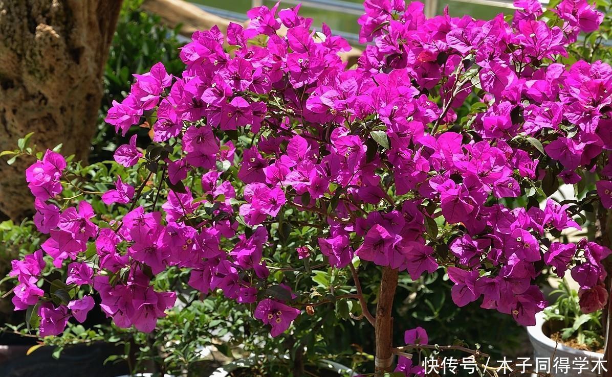 漂亮|五种简单好养的漂亮省心花，不招虫、不生病！居家养花别错过