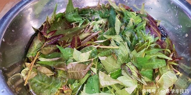 香椿吃不完,教你如何保存香椿,特别简单,随吃随取
