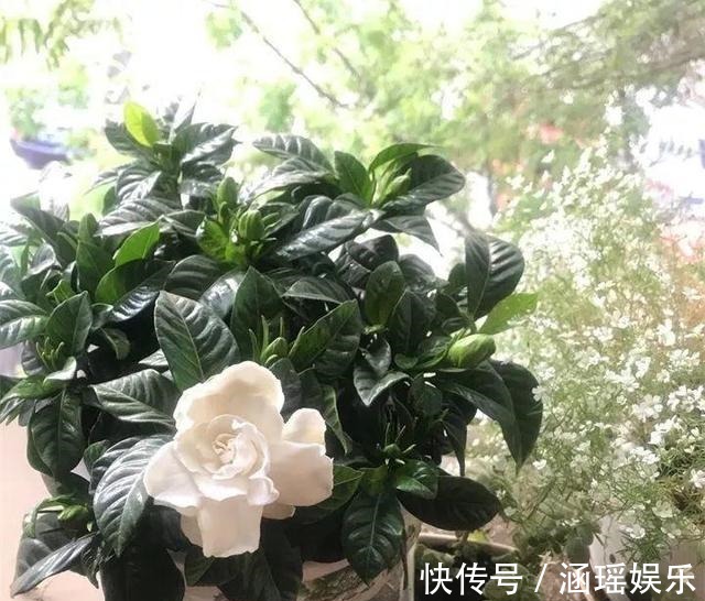 黄叶|养花施肥多麻烦!浇花水兑“养花宝”,实用又有效!