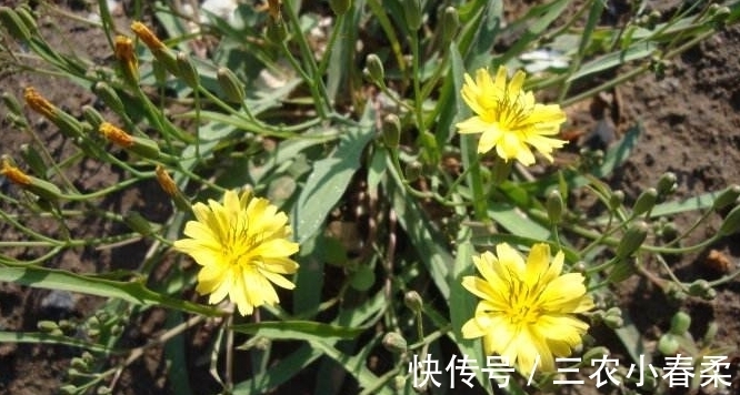 良药|农村一种随处可见的野菜,是一种止咳的良药,市场上要20块一斤